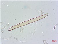 登錄號:A00004675藏品圖，第5張