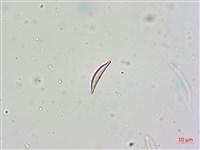 登錄號:A00004675藏品圖，第10張