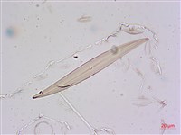登錄號:A00004675藏品圖，第12張