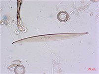 登錄號:A00004675藏品圖，第13張