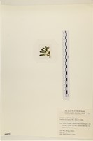 登錄號:A00004859藏品圖，第3張