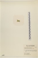 館號:A00004860藏品圖，第3張