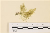 登錄號:A00004861藏品圖，第1張