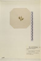 登錄號:A00004862藏品圖，第3張