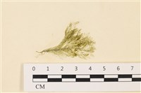 登錄號:A00004863藏品圖，第1張