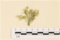 登錄號:A00004865藏品圖，第1張