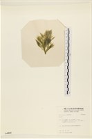 登錄號:A00004866藏品圖，第3張
