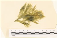 登錄號:A00004866藏品圖，第1張