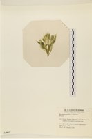 登錄號:A00004867藏品圖，第3張