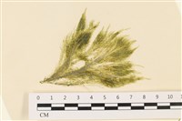 登錄號:A00004867藏品圖，第1張