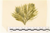 登錄號:A00004868藏品圖，第1張