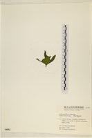 登錄號:A00004883藏品圖，第3張