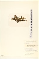 登錄號:A00004889藏品圖，第3張