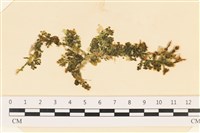 登錄號:A00004891藏品圖，第1張