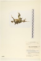 登錄號:A00004892藏品圖，第3張
