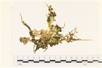 登錄號:A00004892藏品圖，第1張