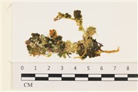 登錄號:A00004893藏品圖，第1張