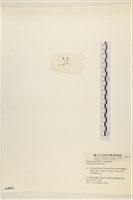 登錄號:A00004894藏品圖，第3張