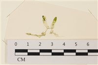 登錄號:A00004894藏品圖，第1張