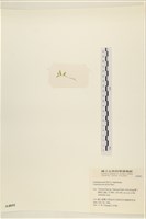 登錄號:A00004895藏品圖，第3張