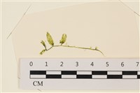 登錄號:A00004895藏品圖，第1張