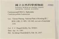 盾葉蕨藻藏品圖，第2張