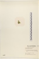 盾葉蕨藻藏品圖，第3張