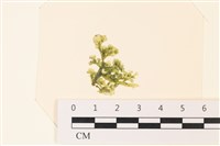 盾葉蕨藻藏品圖，第1張