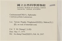 盾葉蕨藻藏品圖，第2張