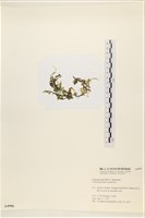 盾葉蕨藻藏品圖，第3張