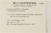 盾葉蕨藻藏品圖，第2張
