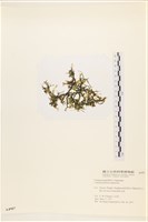 盾葉蕨藻藏品圖，第1張