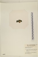 登錄號:A00004910藏品圖，第2張