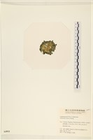 登錄號:A00004911藏品圖，第3張