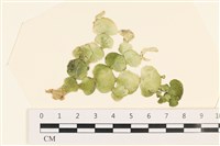 登錄號:A00004912藏品圖，第1張