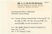 登錄號:A00004913藏品圖，第2張