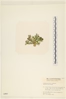 登錄號:A00004913藏品圖，第3張