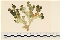 登錄號:A00004914藏品圖，第1張