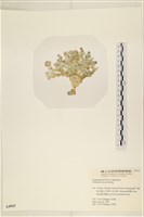 登錄號:A00004915藏品圖，第3張