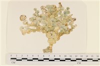 登錄號:A00004915藏品圖，第1張