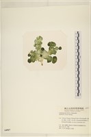 館號:A00004917藏品圖，第3張