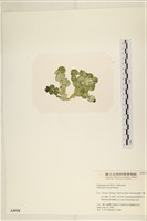 登錄號:A00004918藏品圖，第3張
