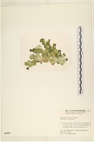 登錄號:A00004919藏品圖，第3張