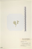 登錄號:A00004922藏品圖，第3張
