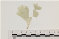 登錄號:A00004922藏品圖，第1張