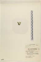 登錄號:A00004925藏品圖，第3張