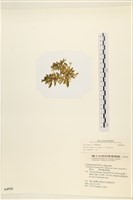 登錄號:A00004926藏品圖，第3張