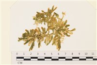 登錄號:A00004926藏品圖，第1張