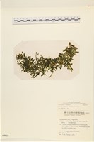 登錄號:A00004927藏品圖，第1張