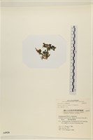 登錄號:A00004928藏品圖，第3張